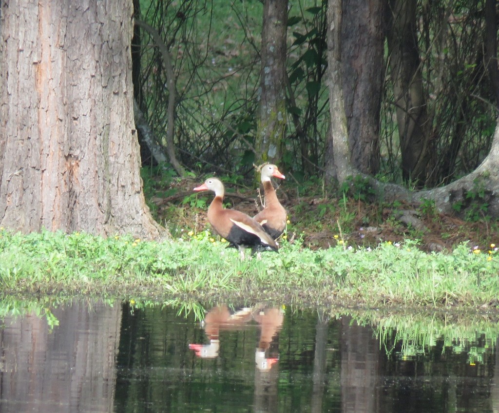 husička černobřichá - ML150263671