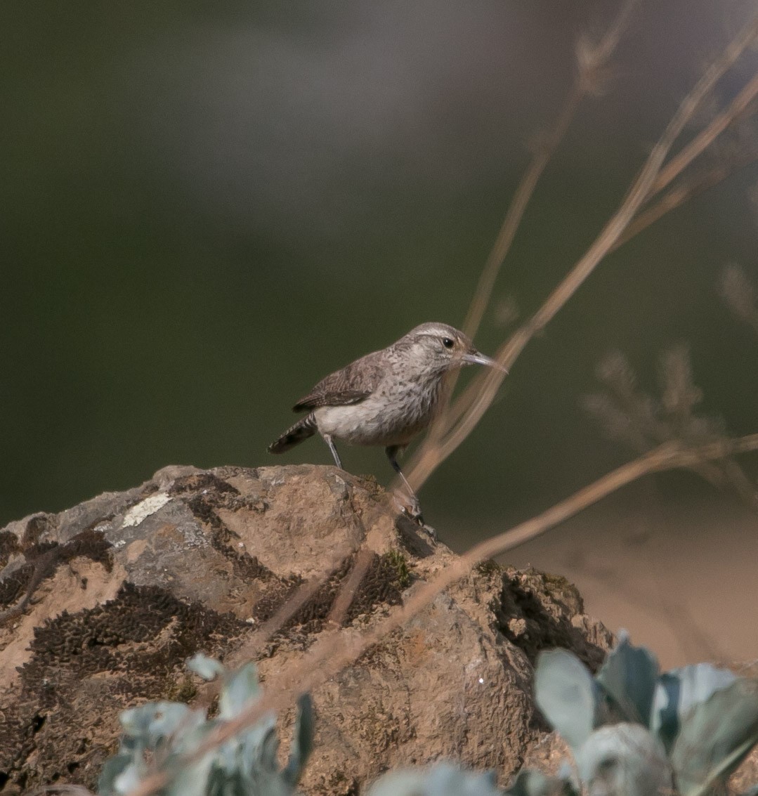 Rock Wren - ML150264901