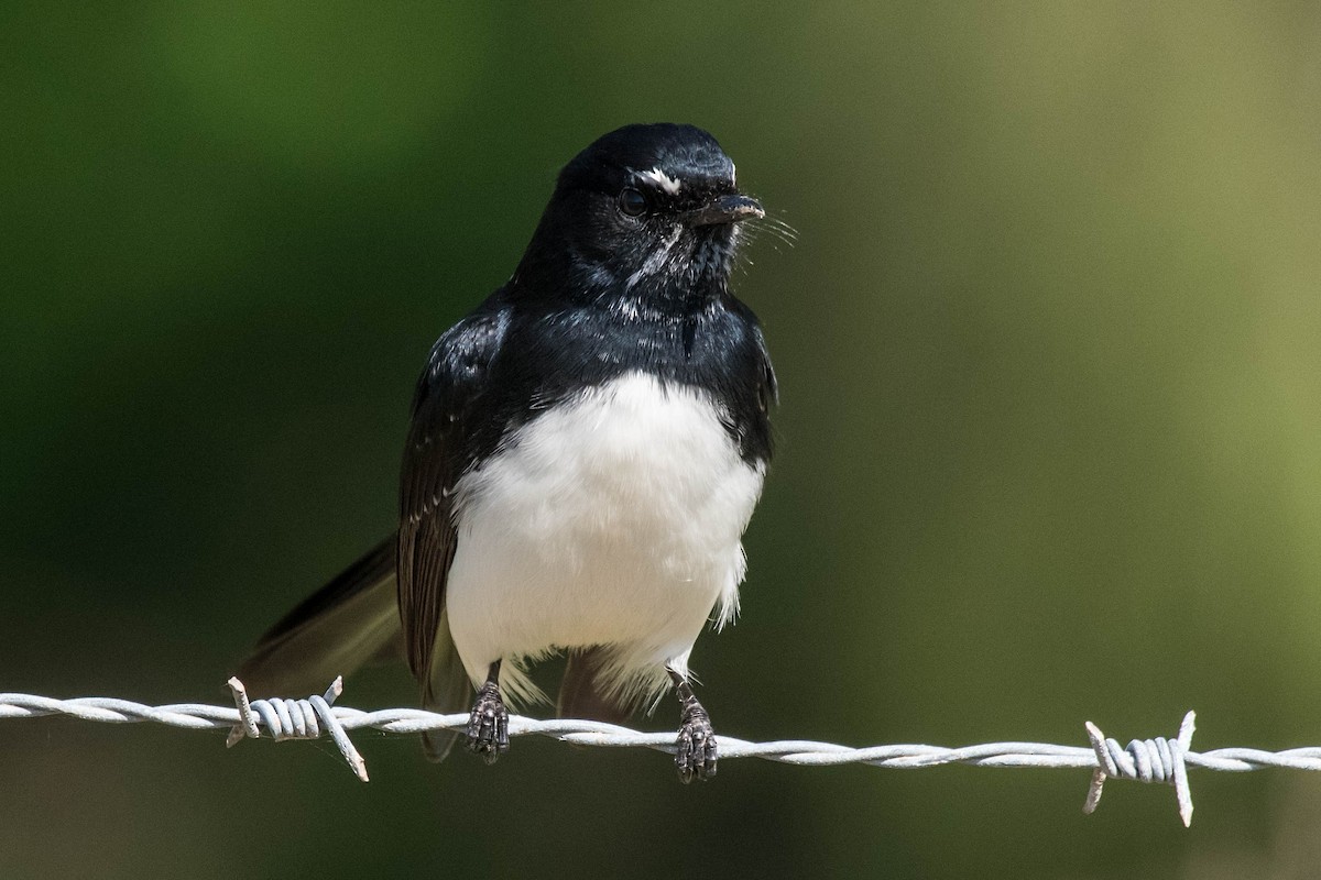 Willie-wagtail - ML150265531