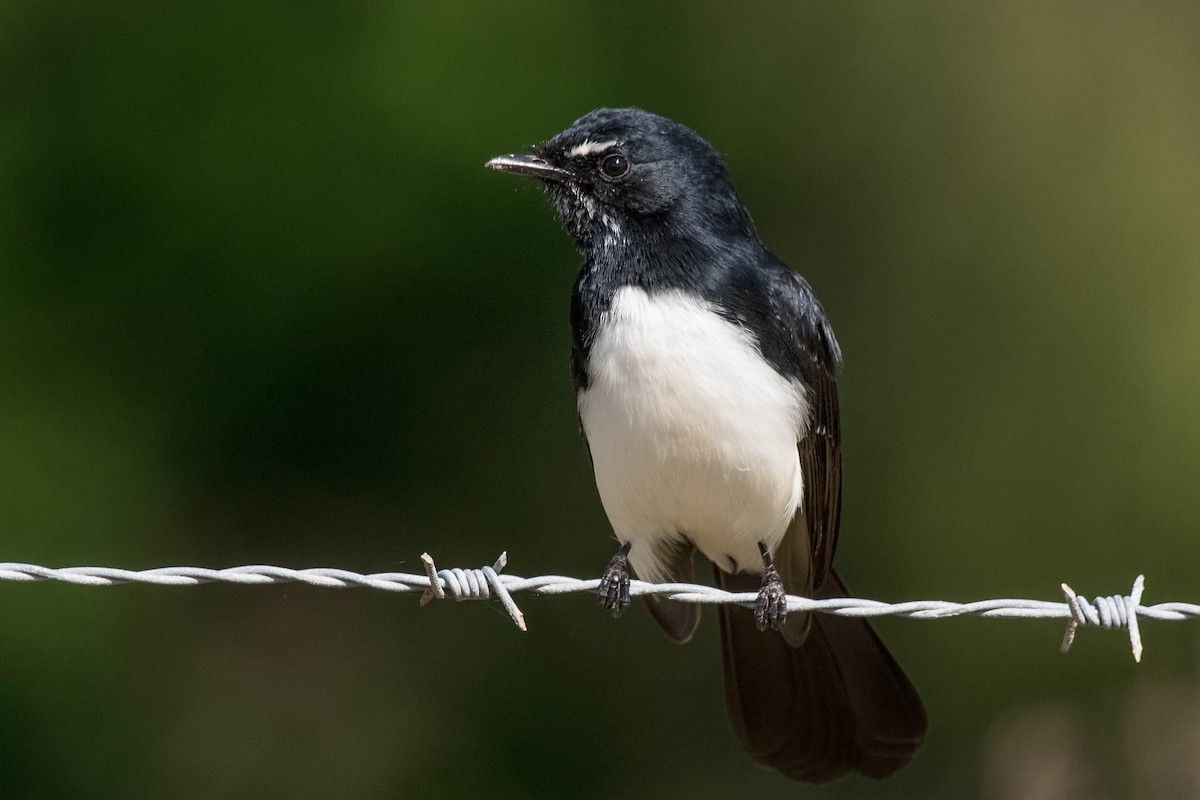 Willie-wagtail - ML150265551