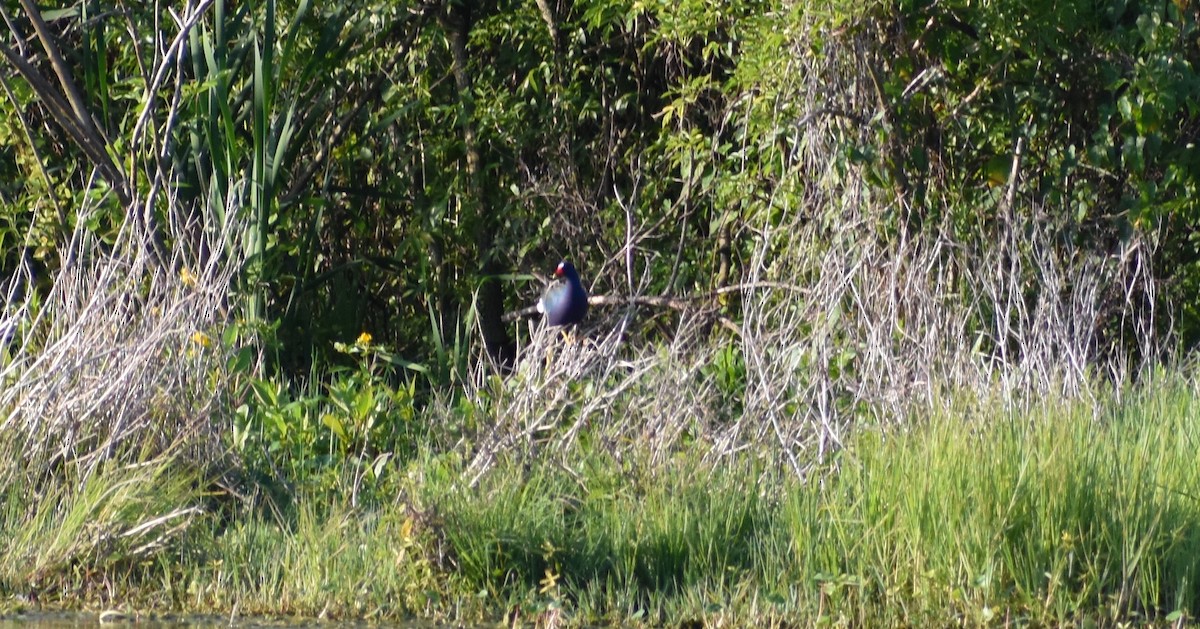 Purple Gallinule - ML150265931