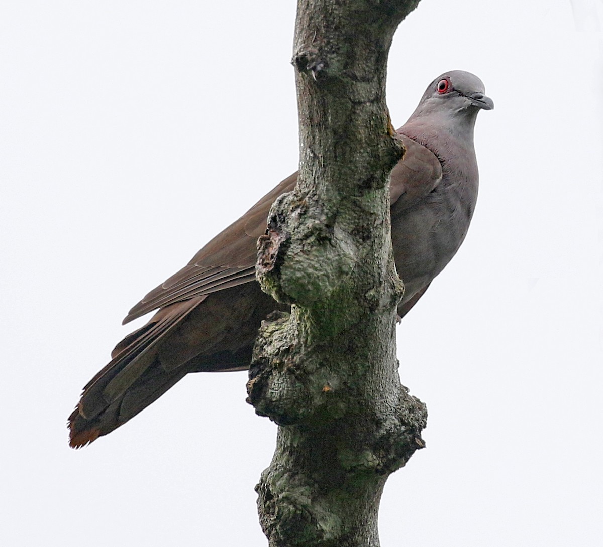 Dusky Pigeon - ML150266051