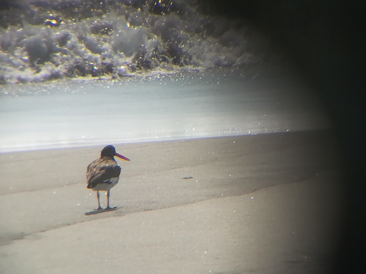American Oystercatcher - ML150266661