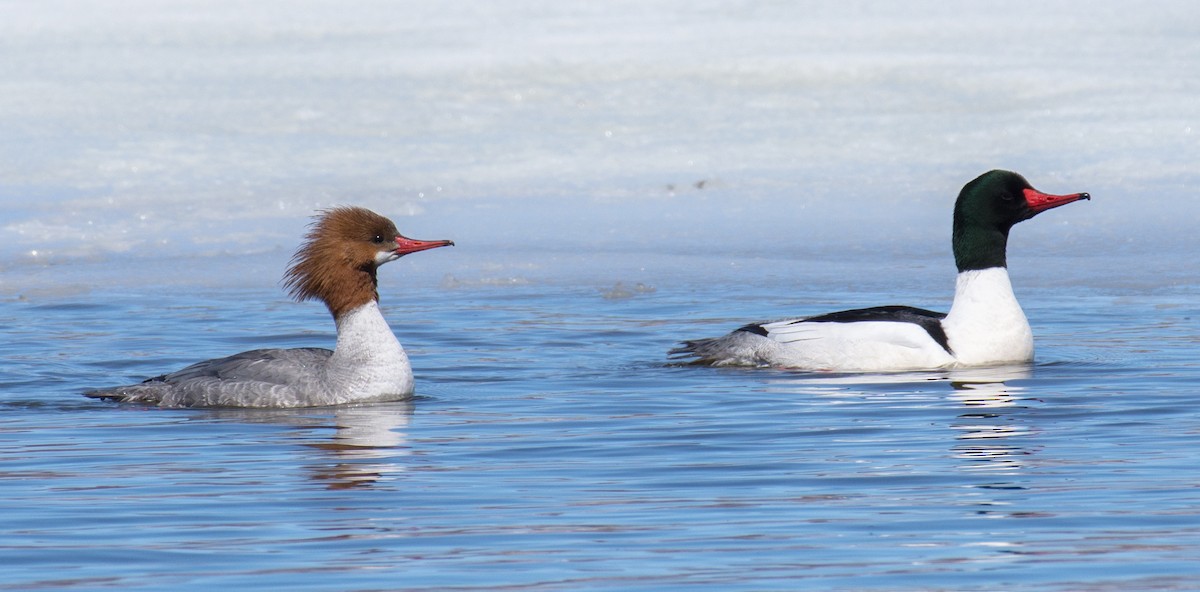 Common Merganser - Buddy M