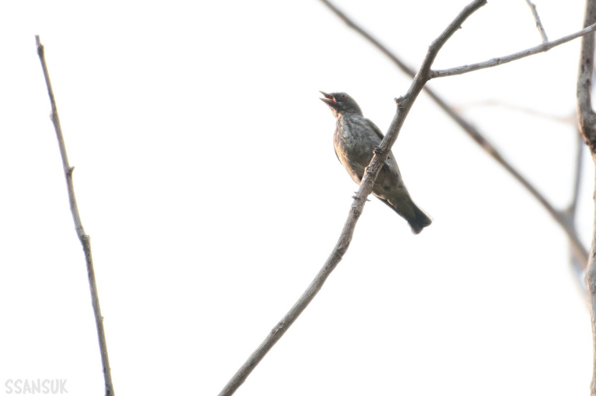 Thick-billed Flowerpecker - ML150267511