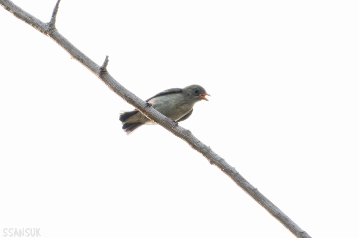 Thick-billed Flowerpecker - ML150267531