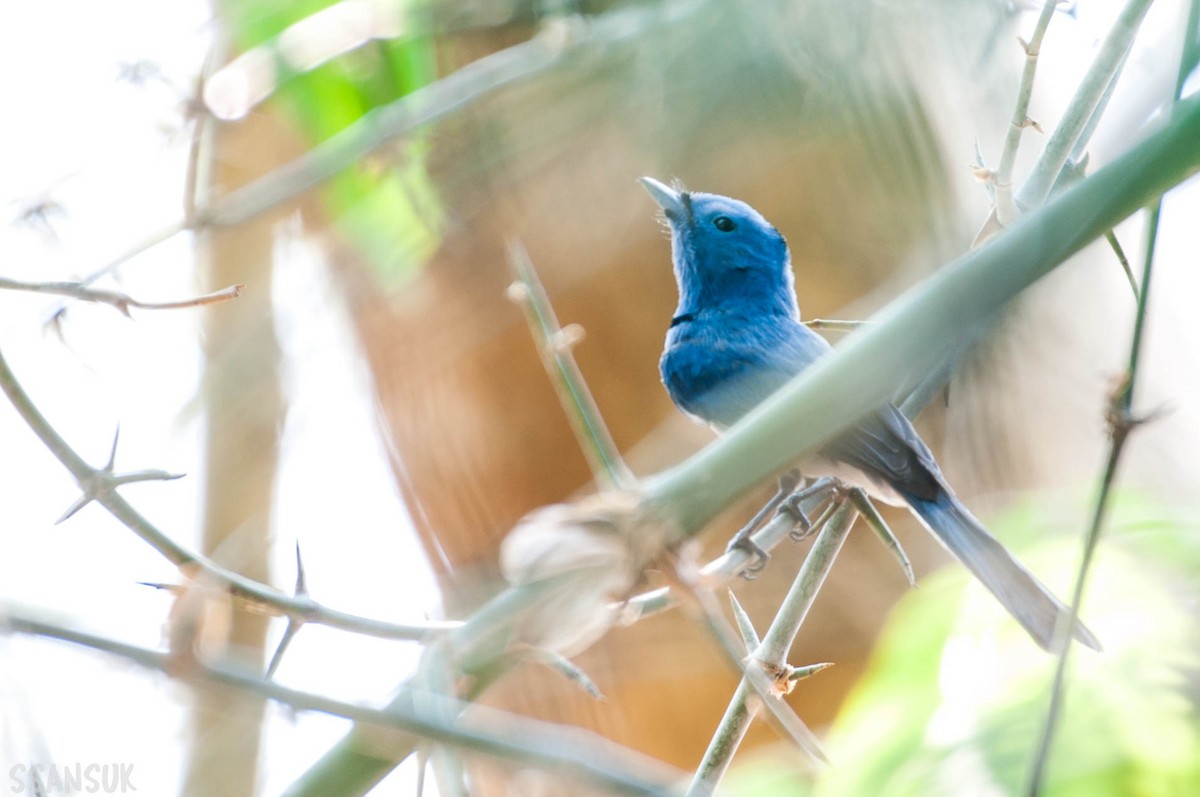 Black-naped Monarch - ML150267721