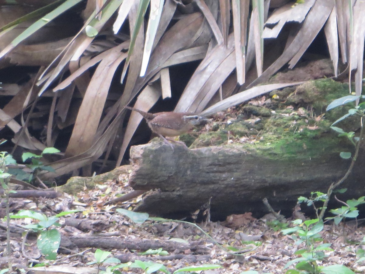 Carolina Wren - Chris Pelton