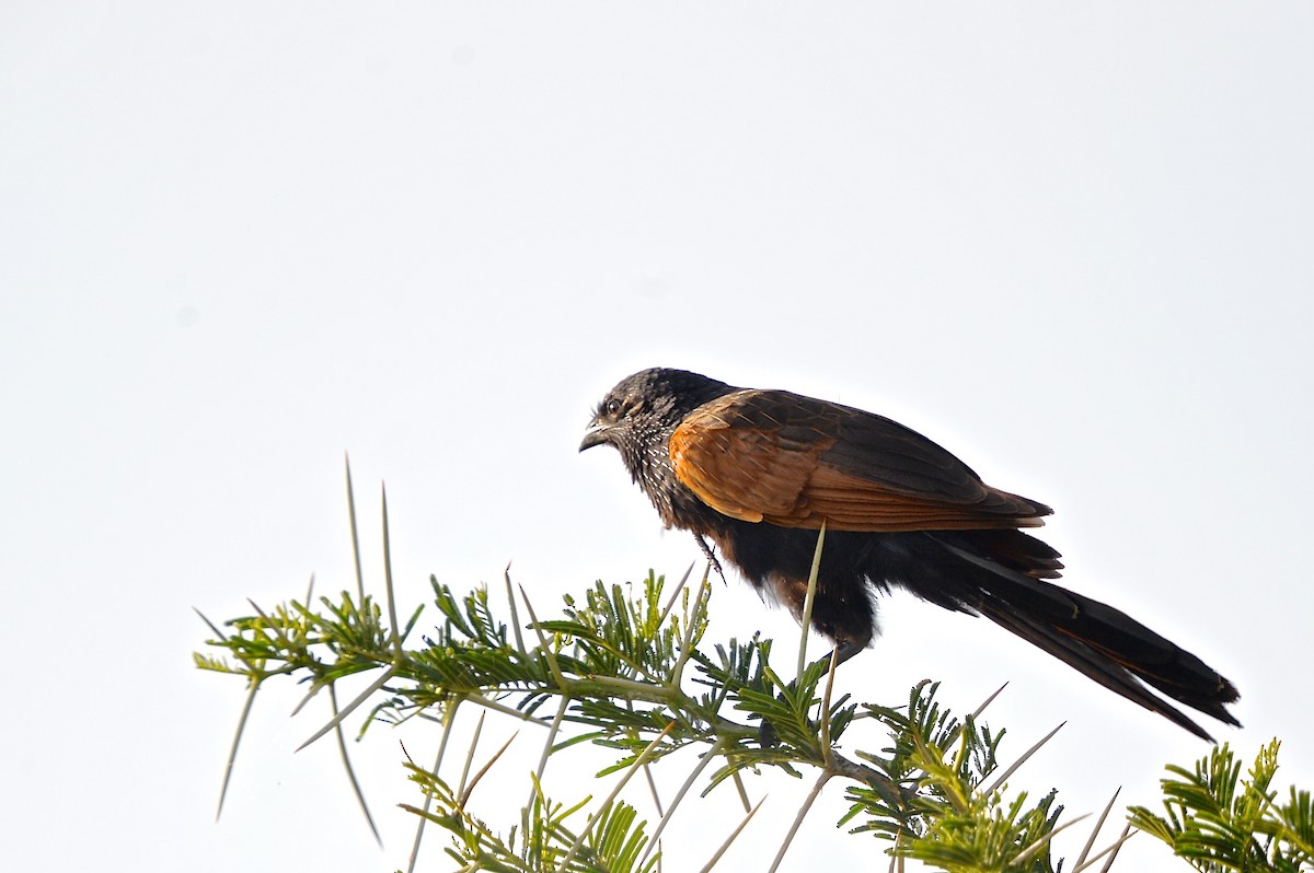 Black Coucal - ML150269781