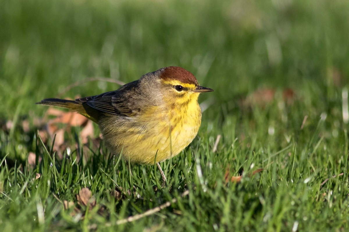 Palm Warbler - ML150272431