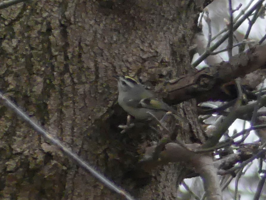 Roitelet à couronne dorée - ML150272911