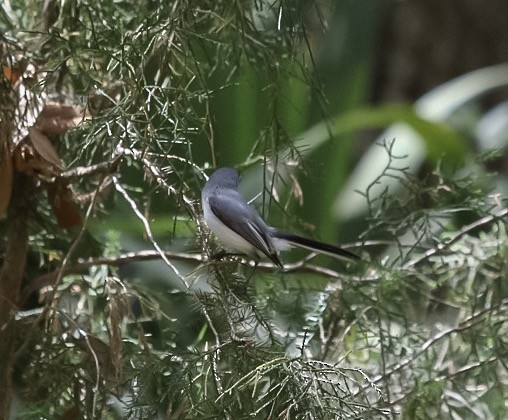 Blue-gray Gnatcatcher - ML150274051