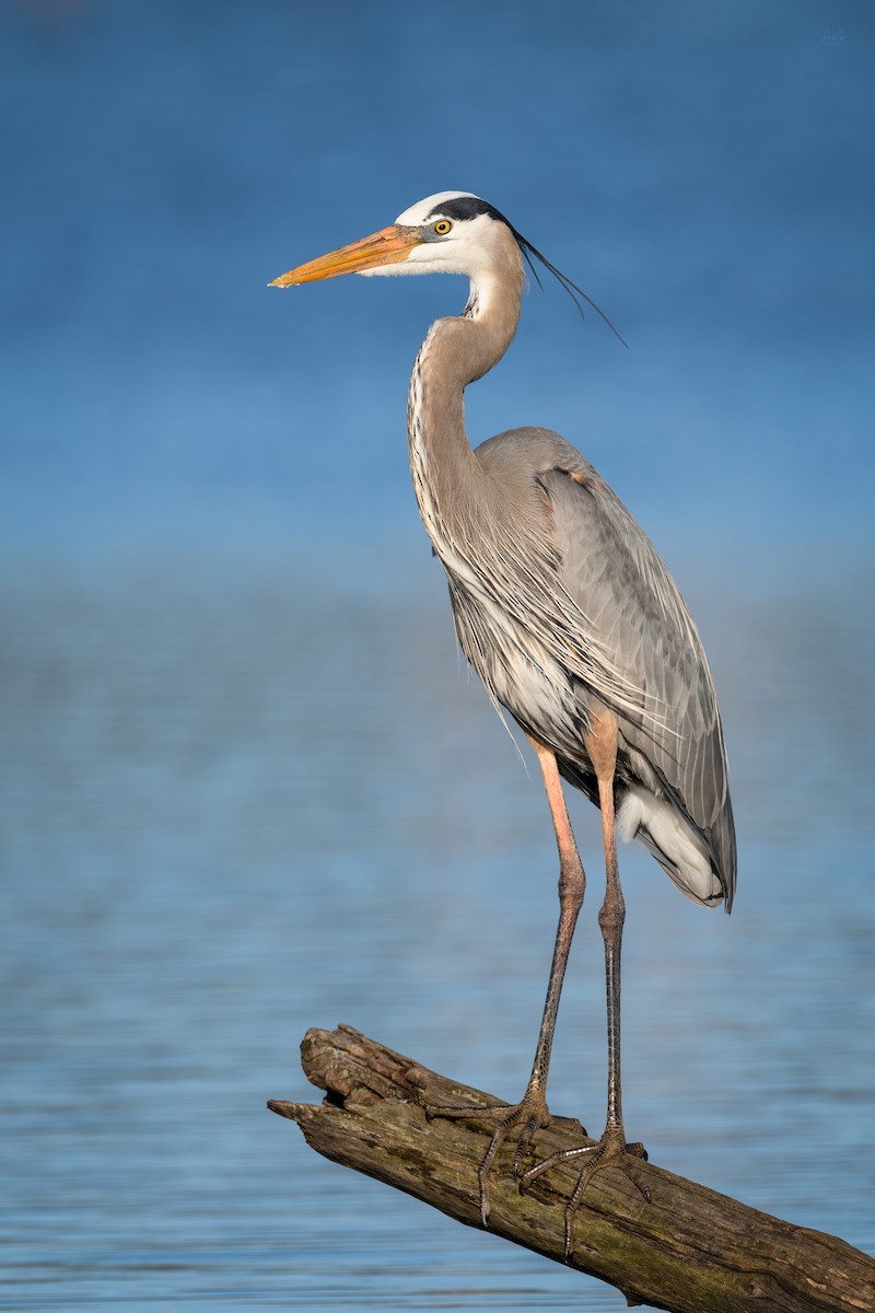 Great Blue Heron - ML150274411