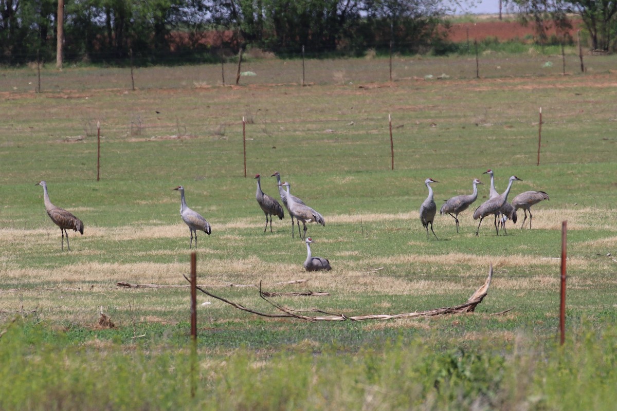 Sandhill Crane - ML150275351