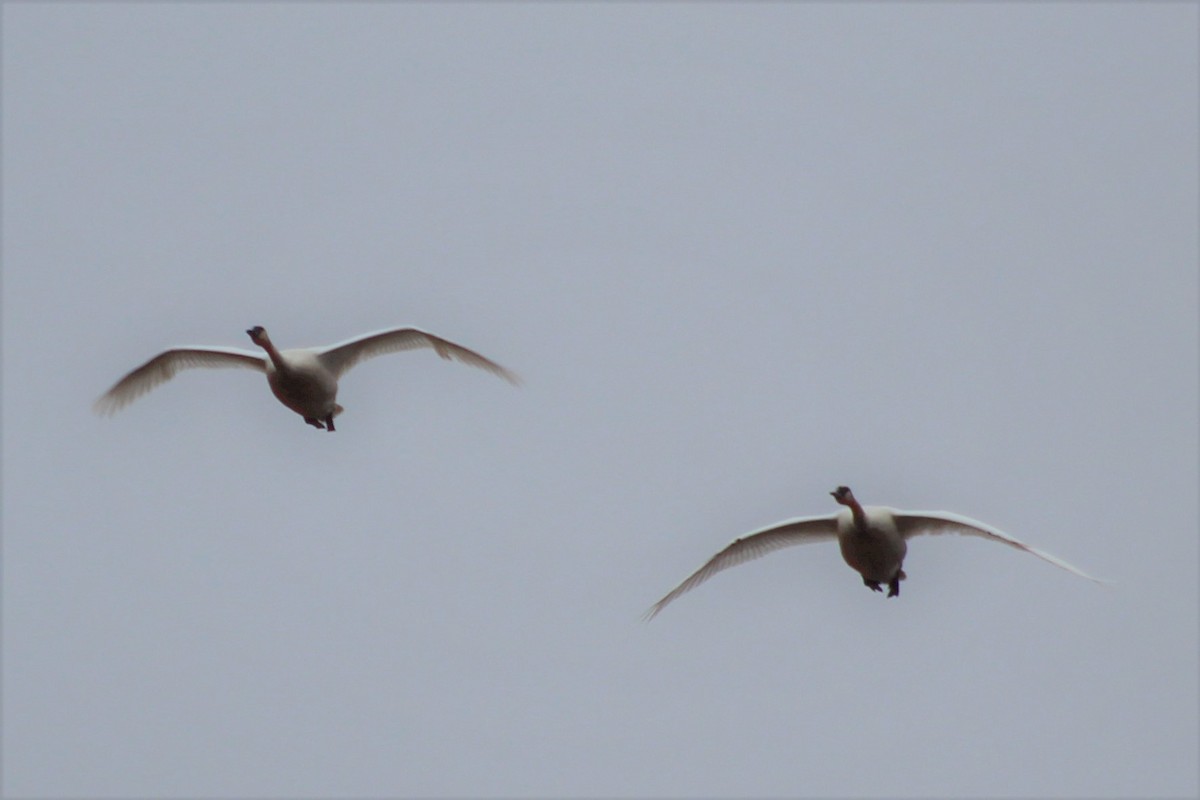 Trumpeter Swan - ML150276041