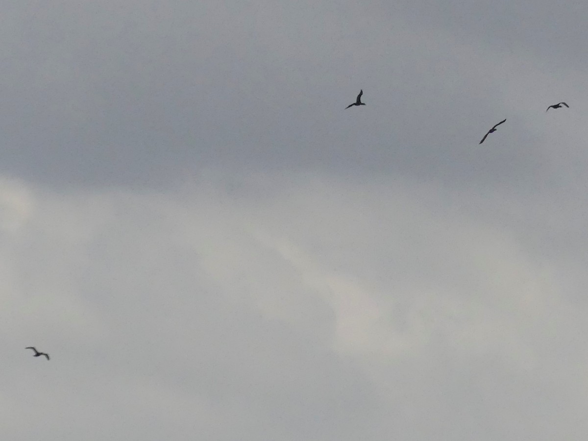 Double-crested Cormorant - ML150276761