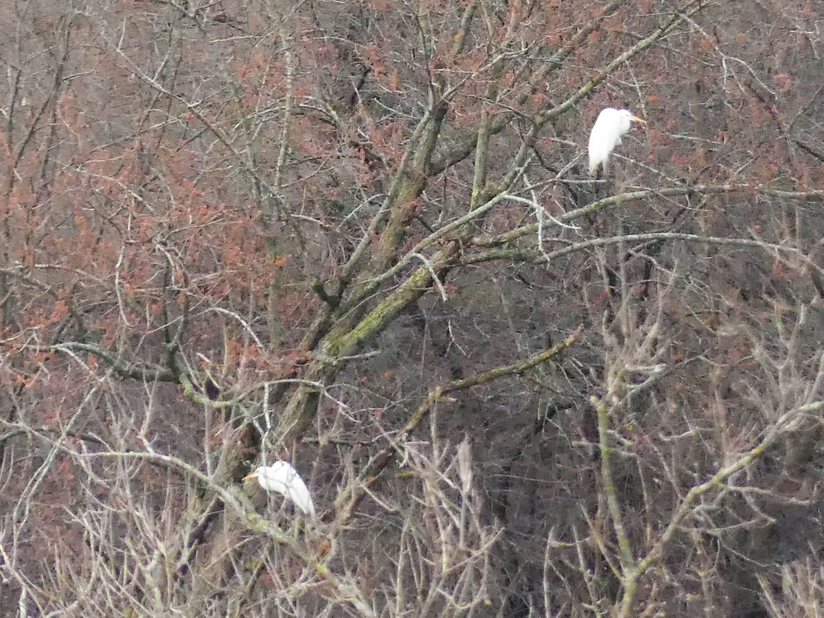 Great Egret - ML150276851