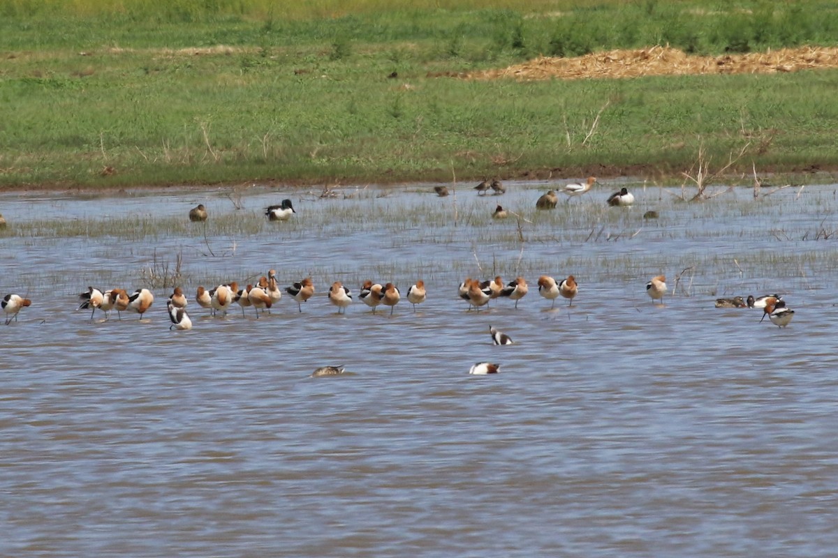 American Avocet - ML150276971