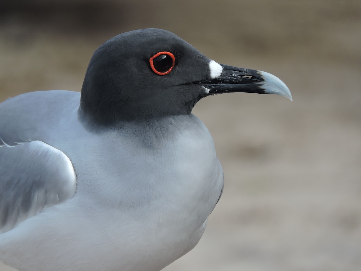 Swallow-tailed Gull - Jack  Bushong