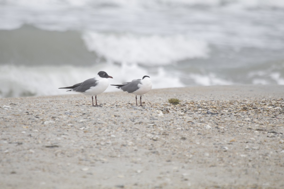 Laughing Gull - Doug Kibbe