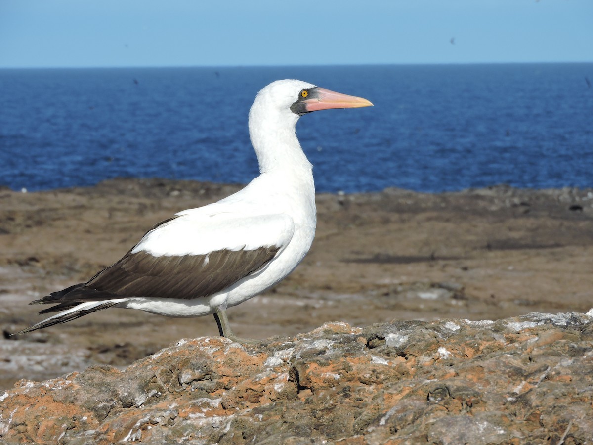 Nazca Booby - ML150278091