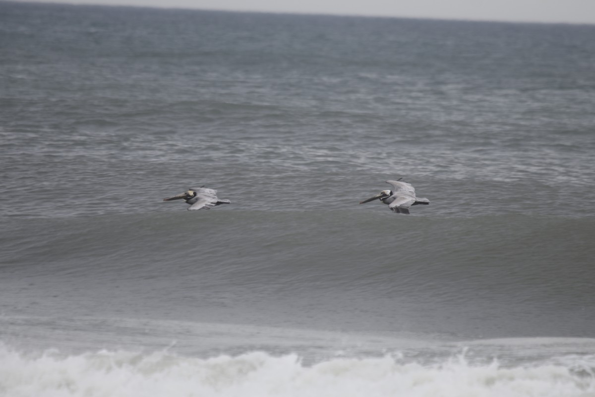 Brown Pelican - Doug Kibbe