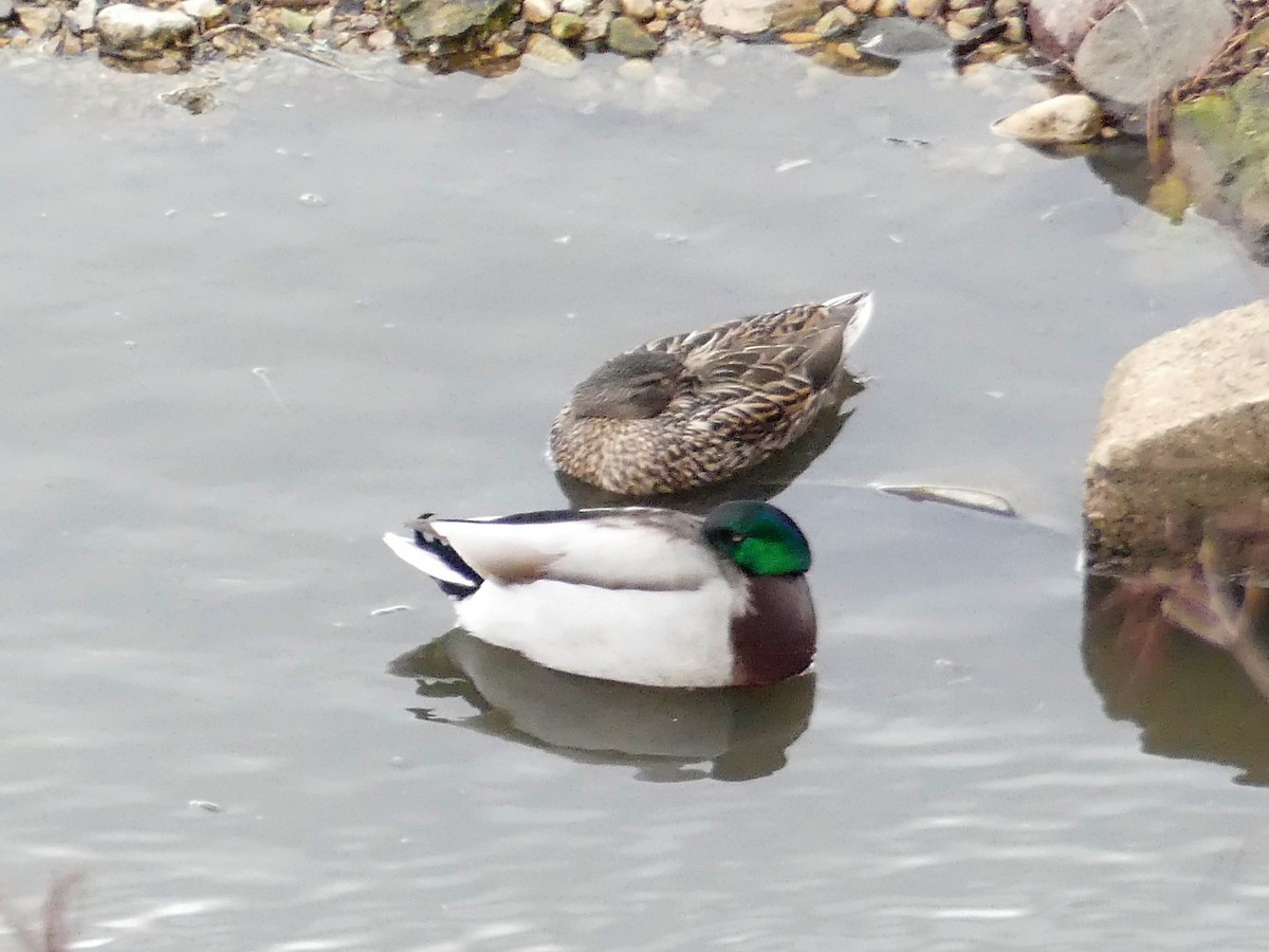 Mallard - ML150278751