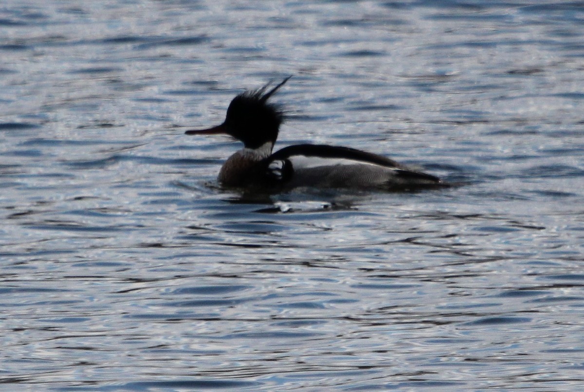 Red-breasted Merganser - ML150278861