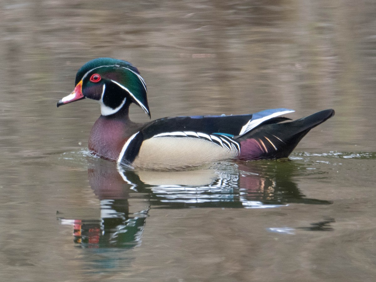 Wood Duck - Travis ONeil