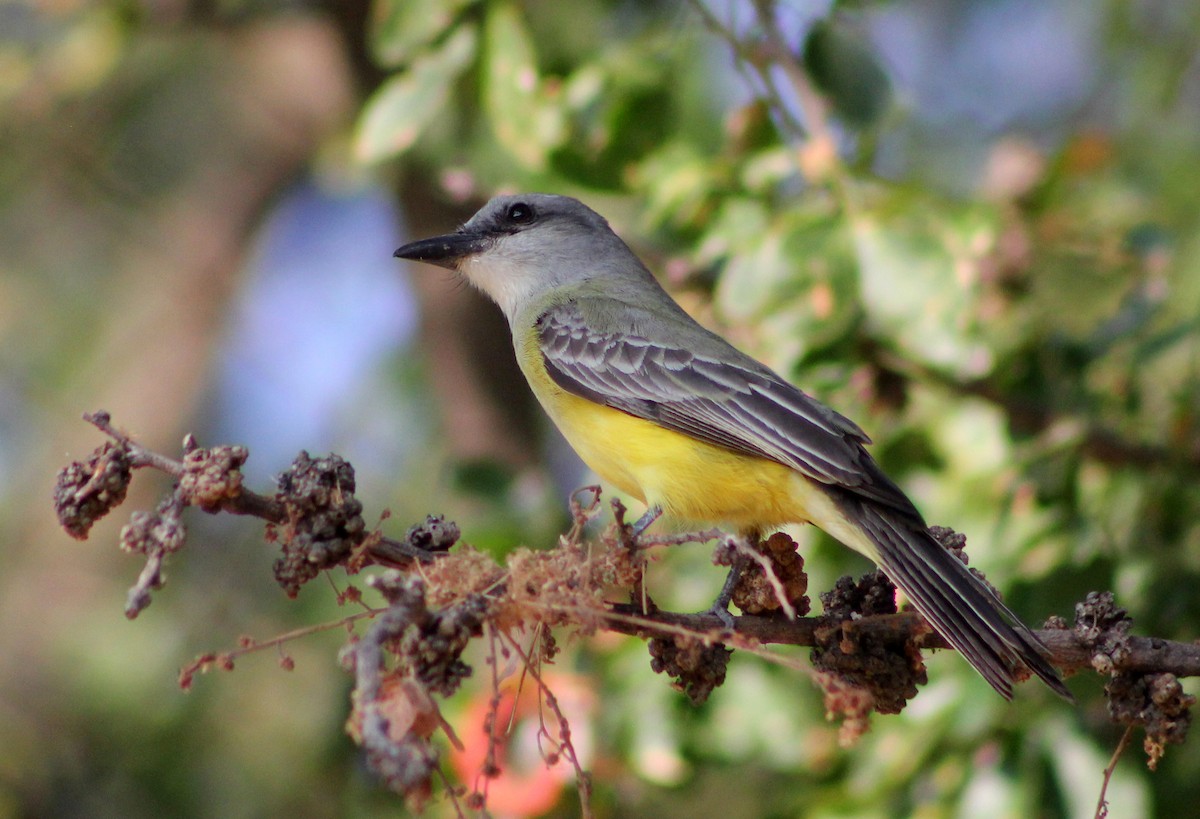 Tropical Kingbird - Mario Trejo