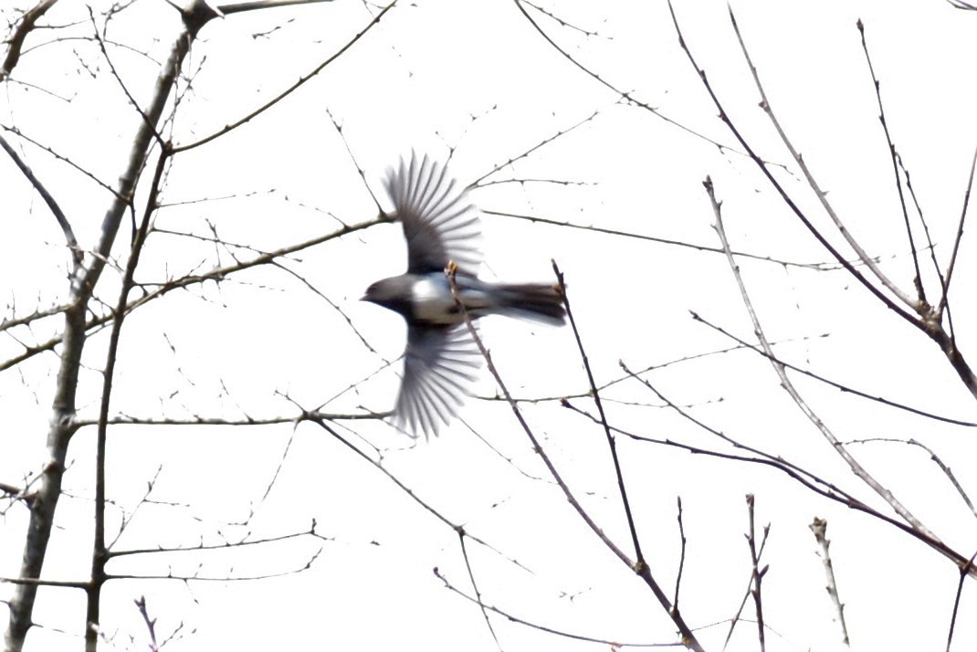 Dark-eyed Junco - ML150279841