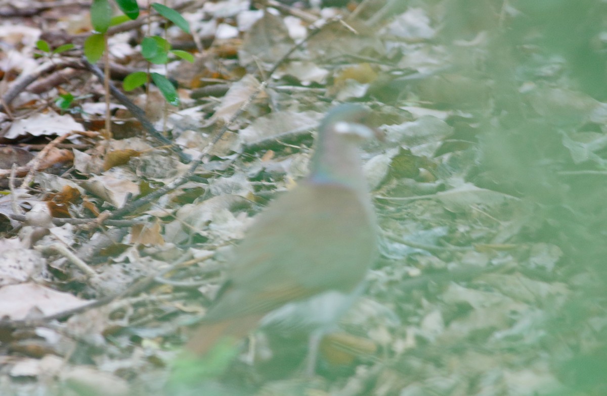 Key West Quail-Dove - ML150279921