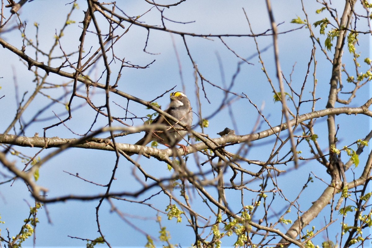 White-throated Sparrow - ML150280401