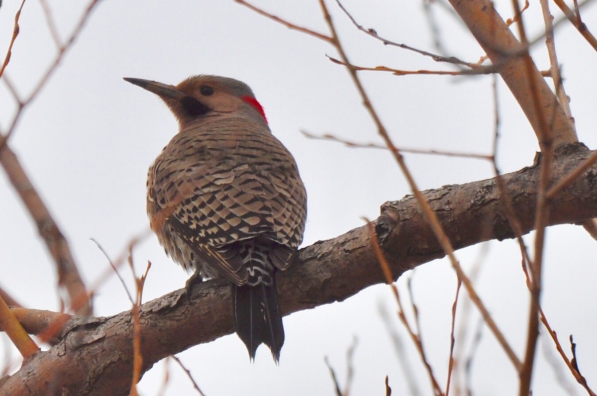 Northern Flicker - James Irvin