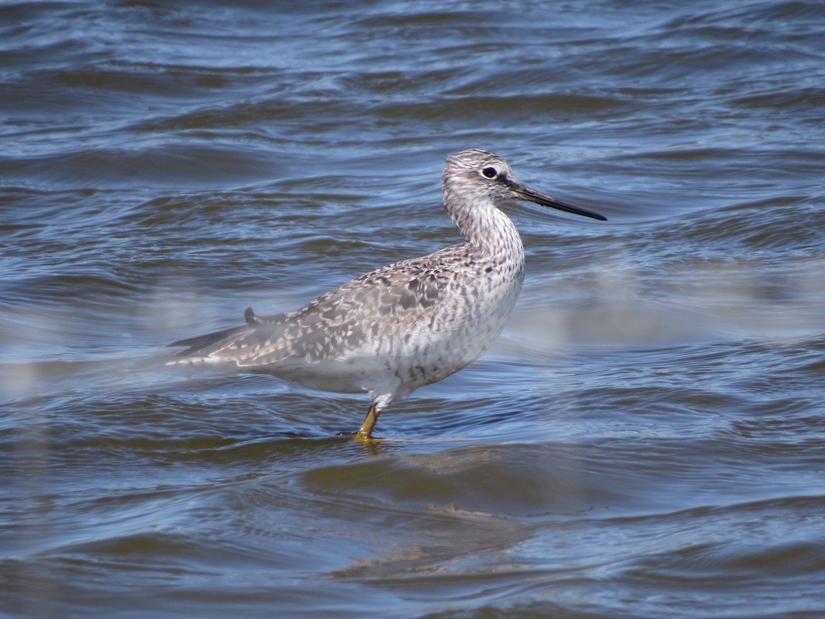 Greater Yellowlegs - ML150285221