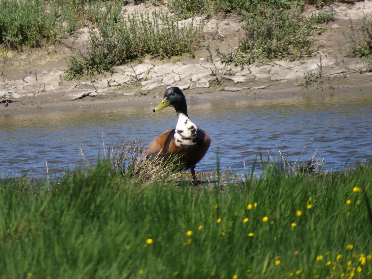 Mallard (Domestic type) - Alane Gray