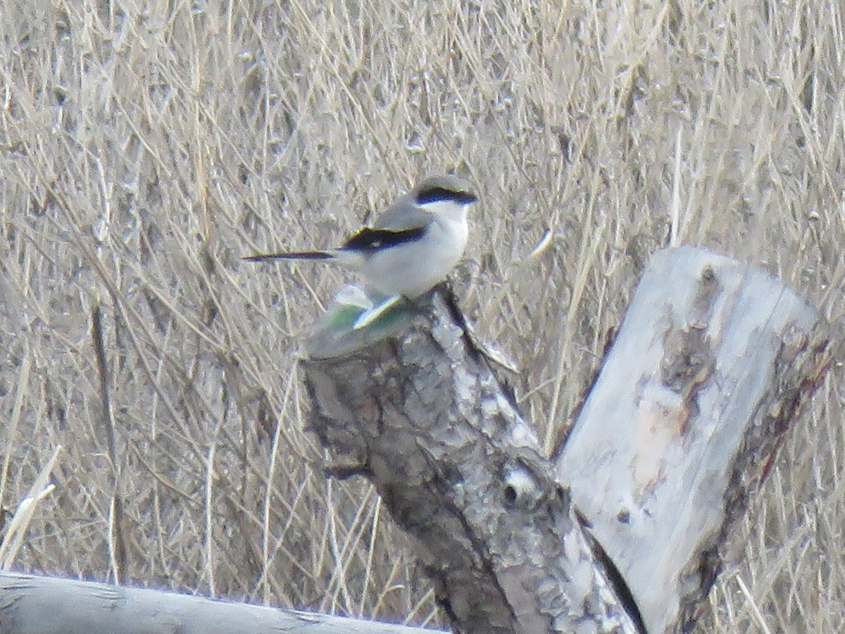 Loggerhead Shrike - ML150285441