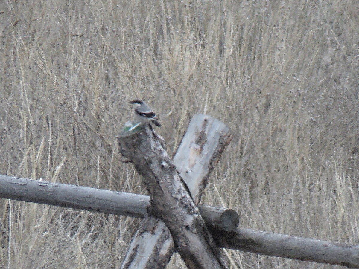 Loggerhead Shrike - ML150286341