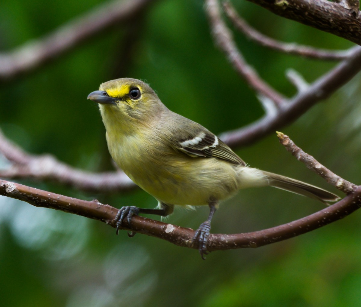 Thick-billed Vireo - Jim Merritt