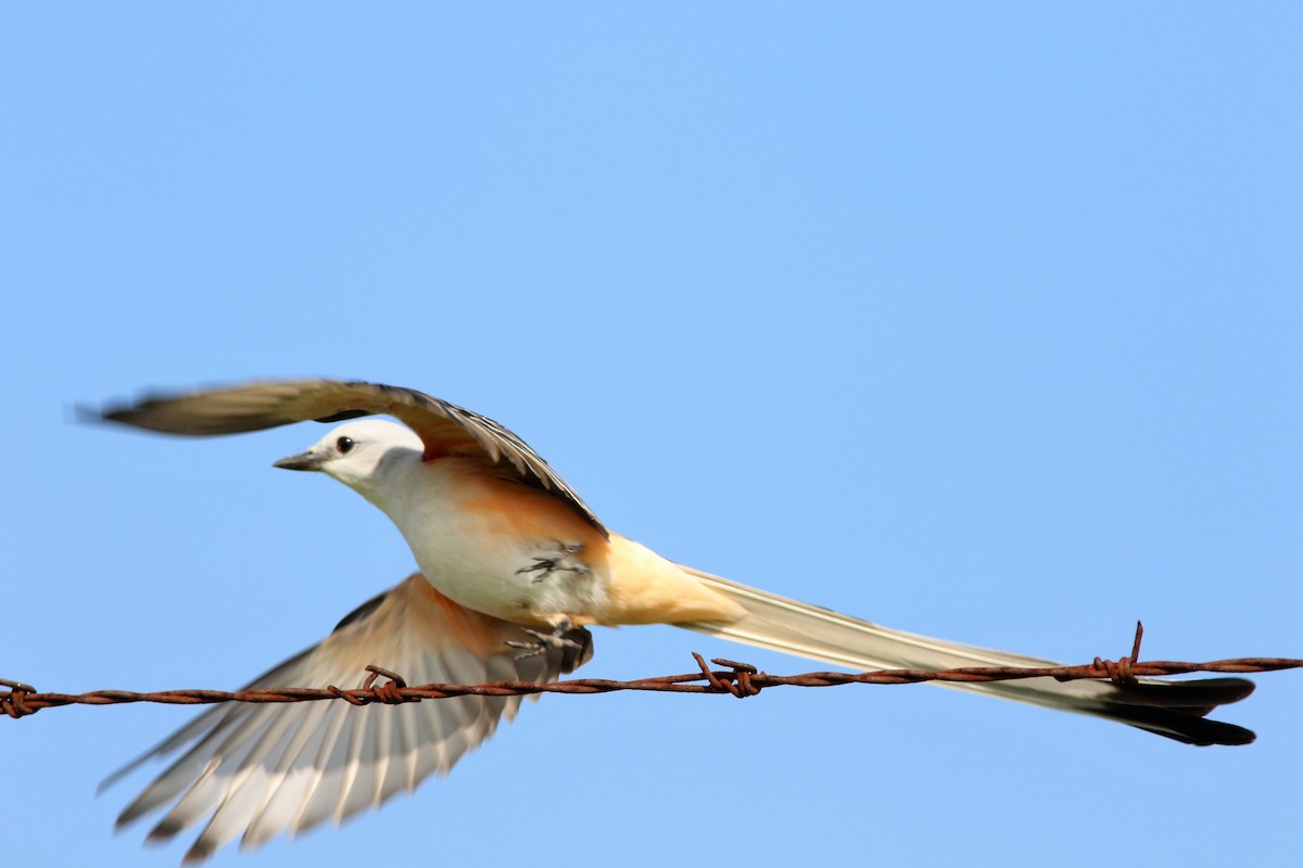 Scissor-tailed Flycatcher - Ronald Goddard