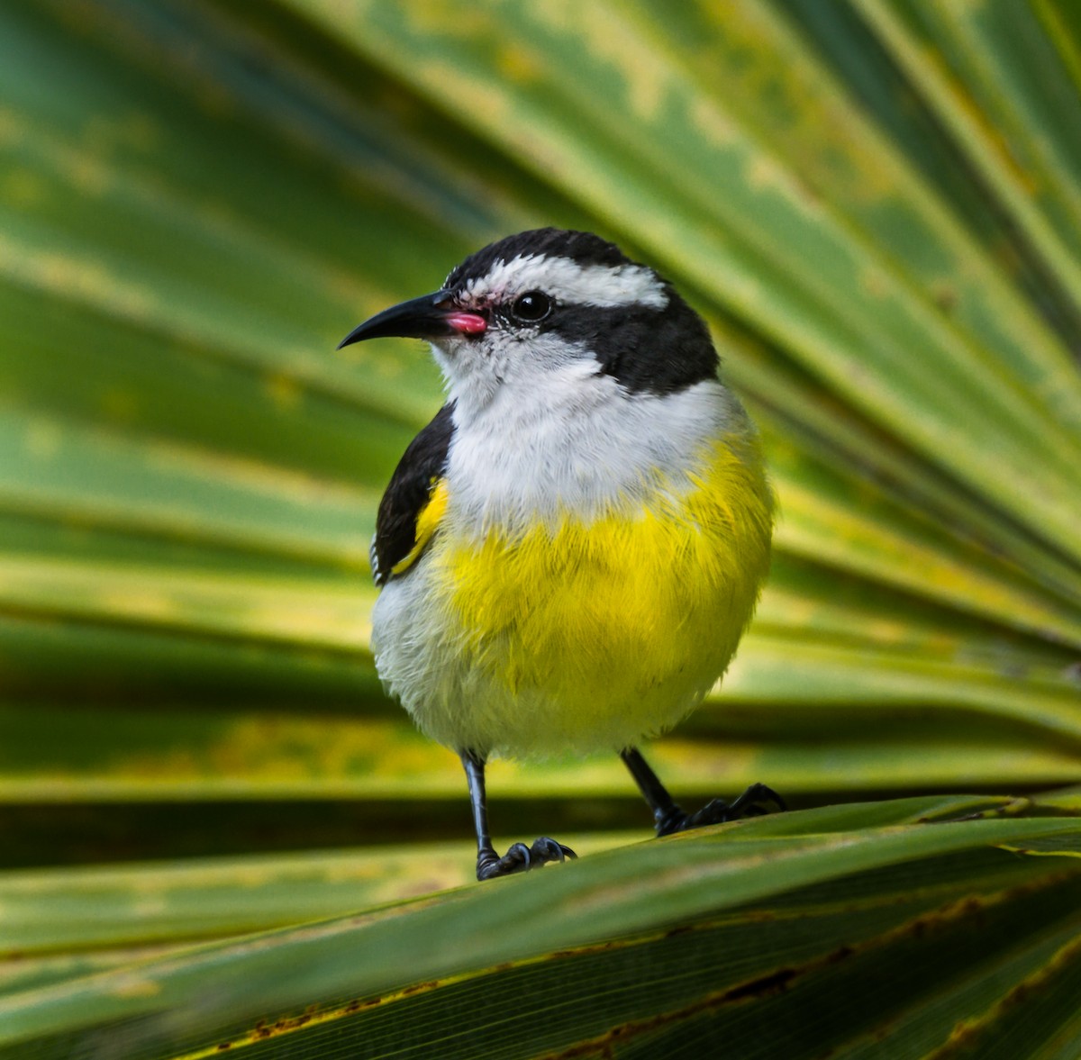 Bananaquit - Jim Merritt