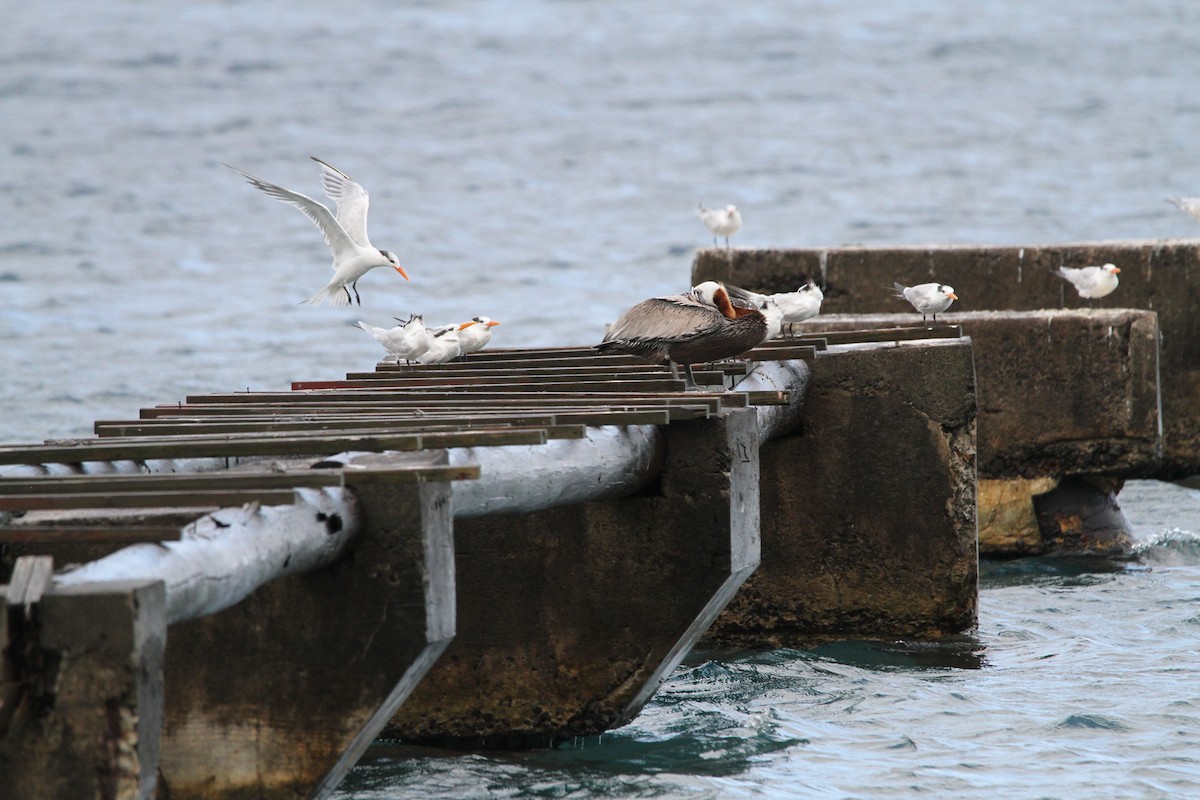 Royal Tern - ML150289441