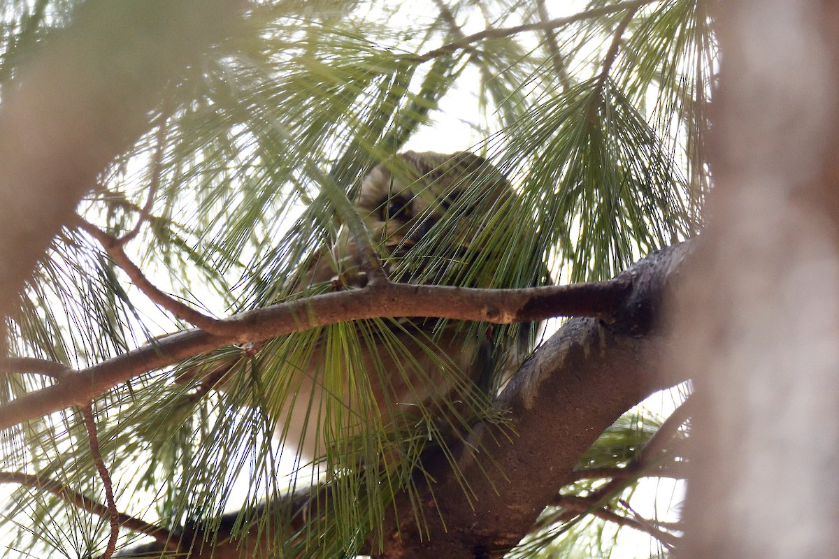 Northern Saw-whet Owl - ML150291151