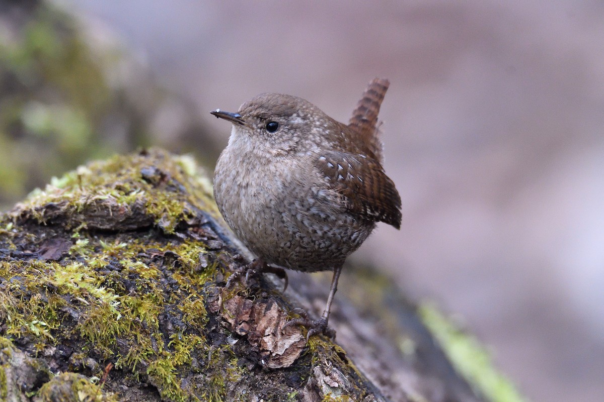 Winter Wren - ML150291631