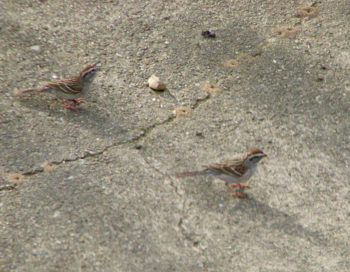 Chipping Sparrow - ML150292031