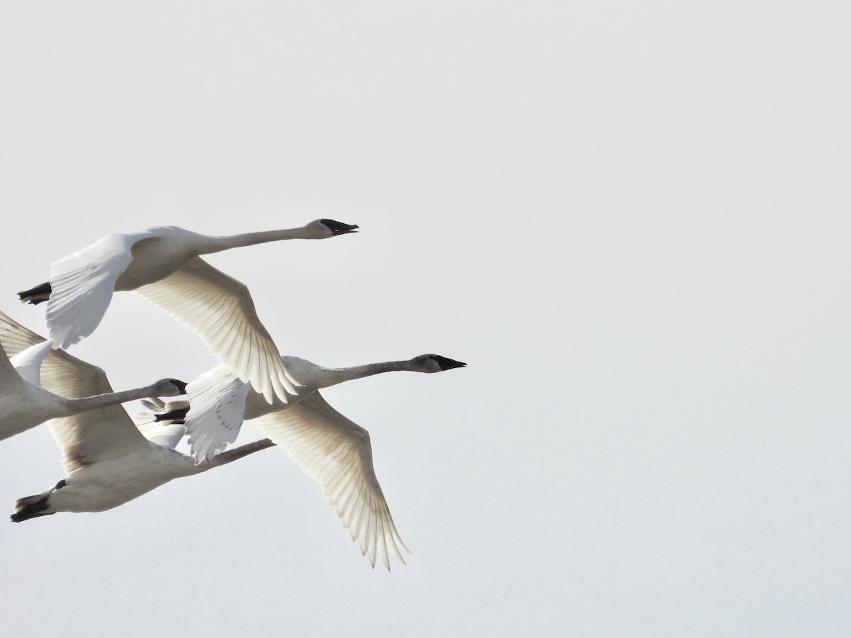 Trumpeter Swan - ML150292441