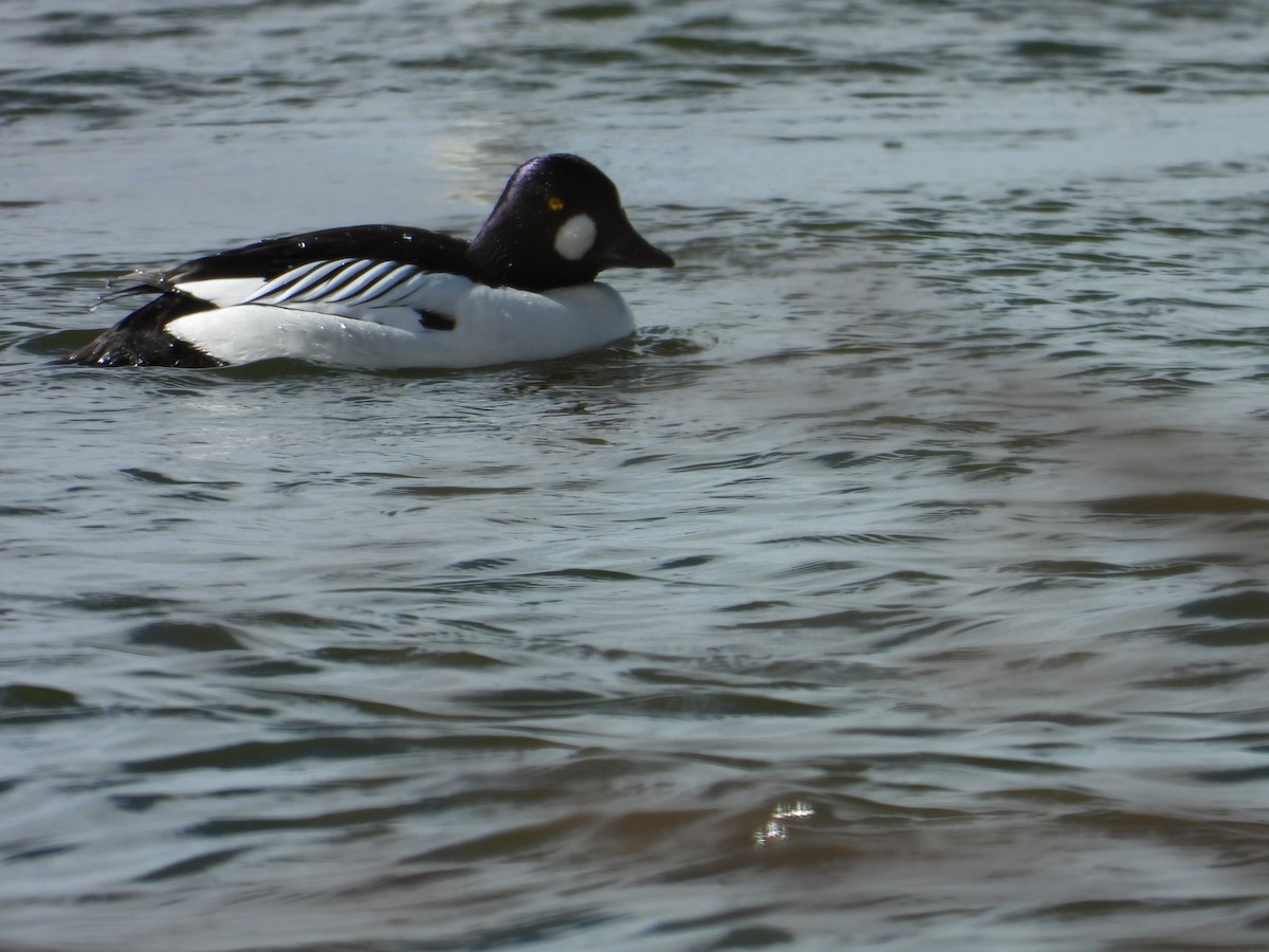 Common Goldeneye - ML150293001