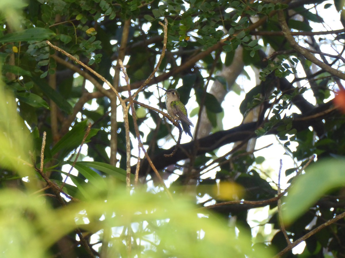 kolibřík klínoocasý - ML150293071