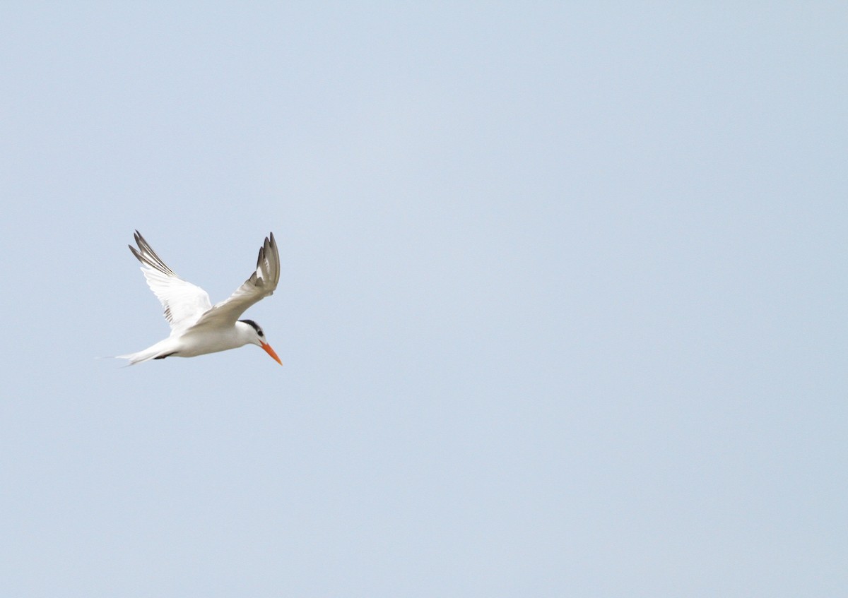 Royal Tern - ML150293601