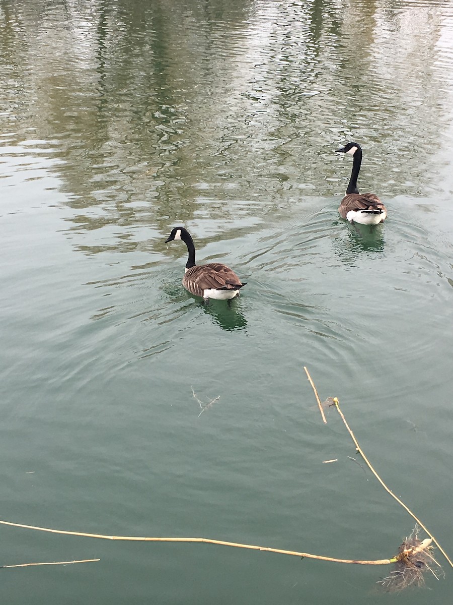 Canada Goose - Christine Tropak